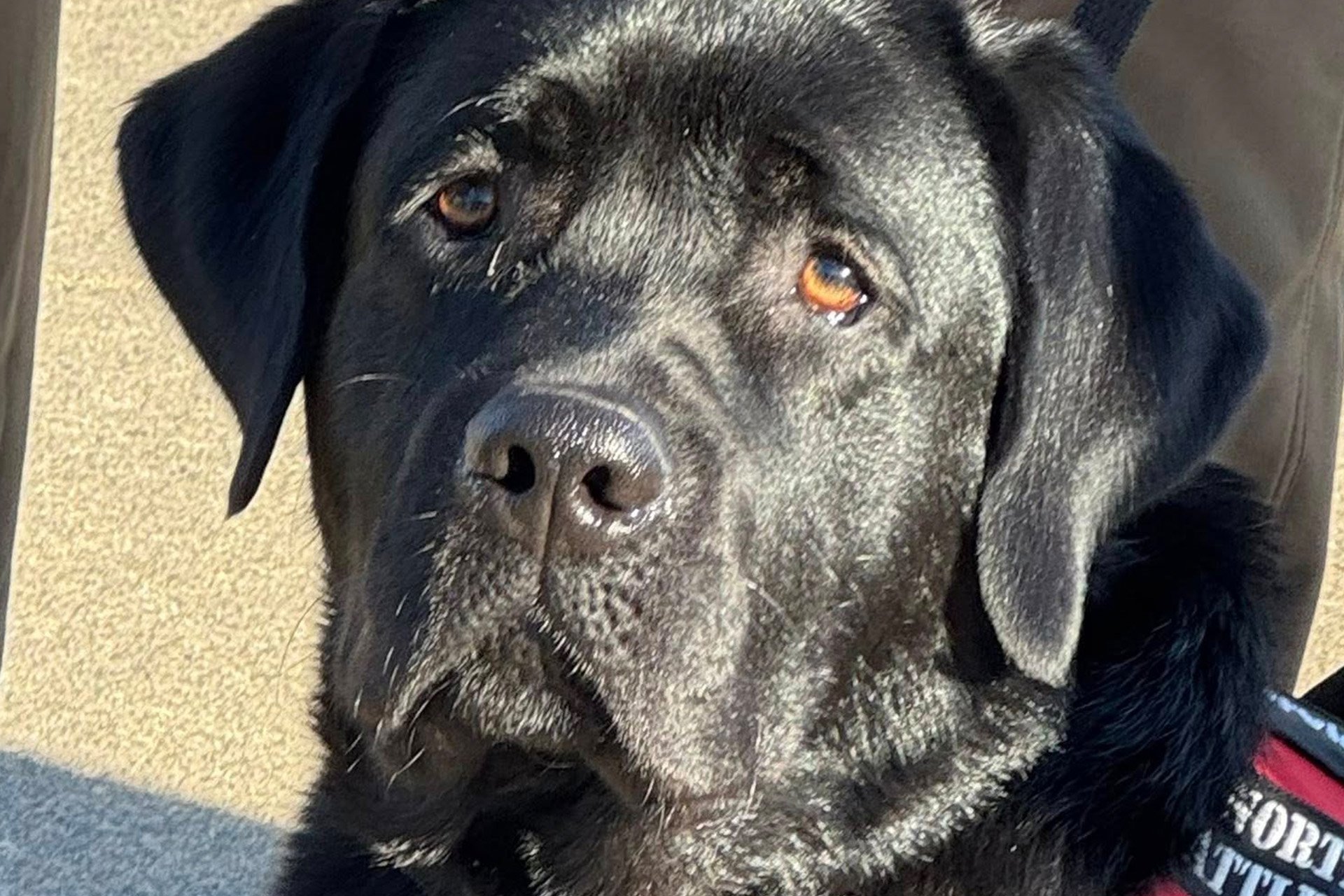 A black lab service dog