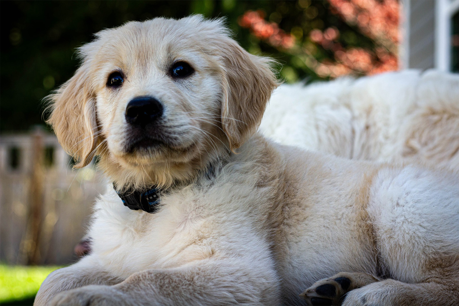 Golden retriever puppy laying in the grass