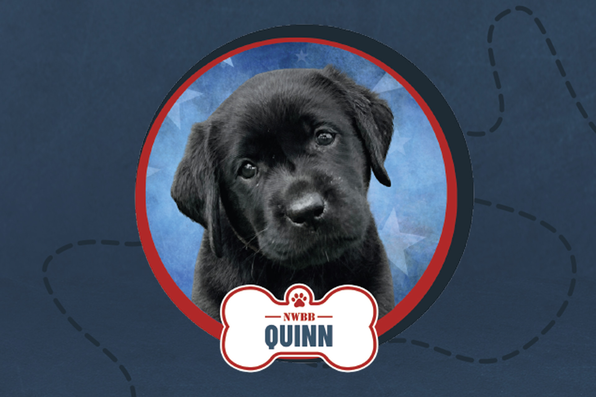 Quinn, male labrador retreiver, Northwest Battle Buddies