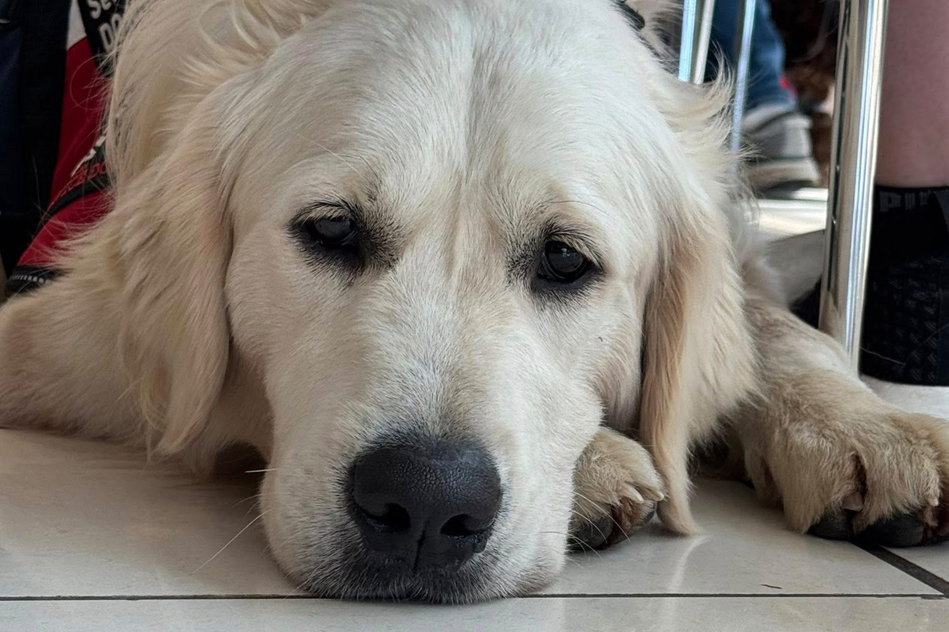 Service dog laying on the floor.