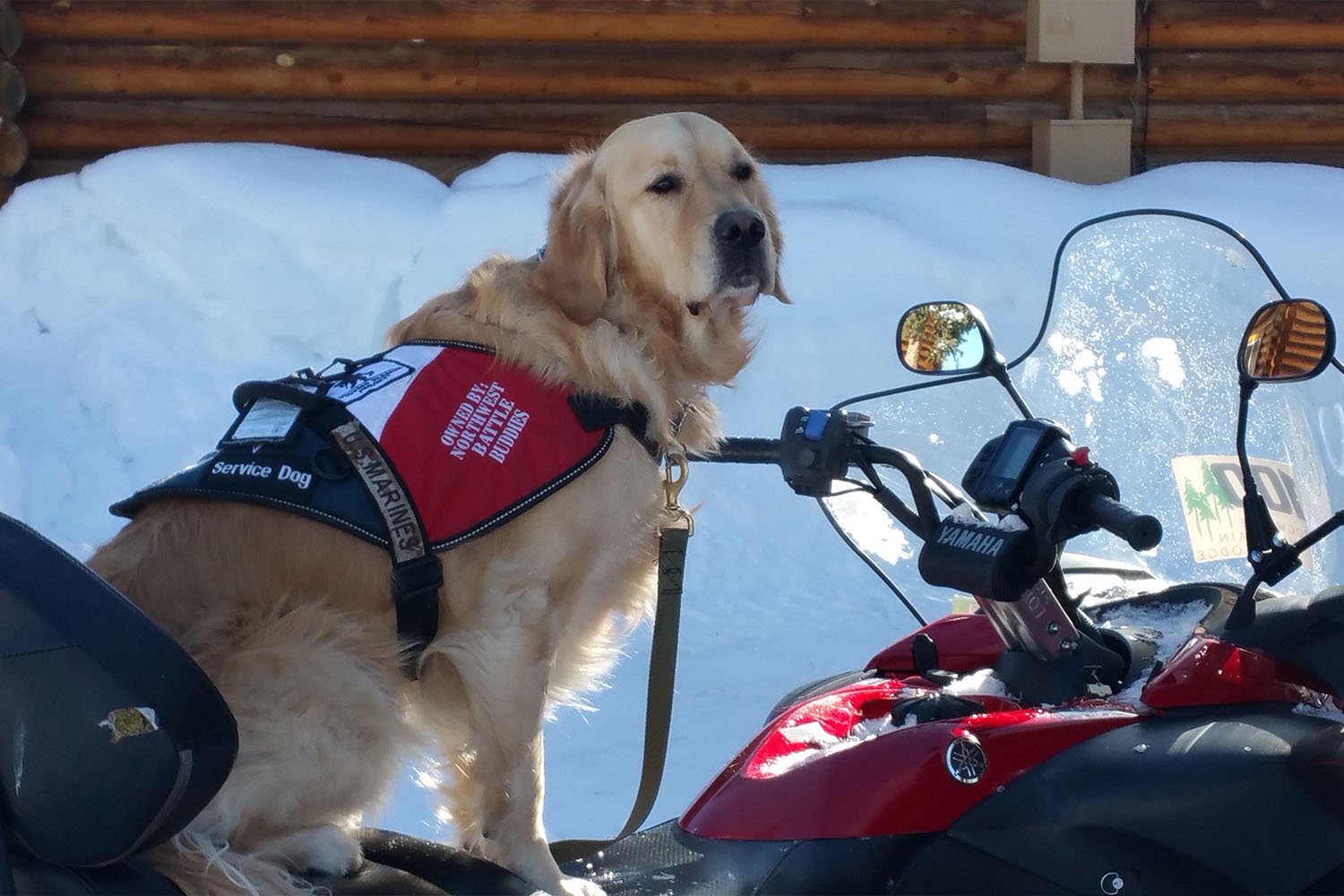 Service dog Gabriel sitting on a motorcycle