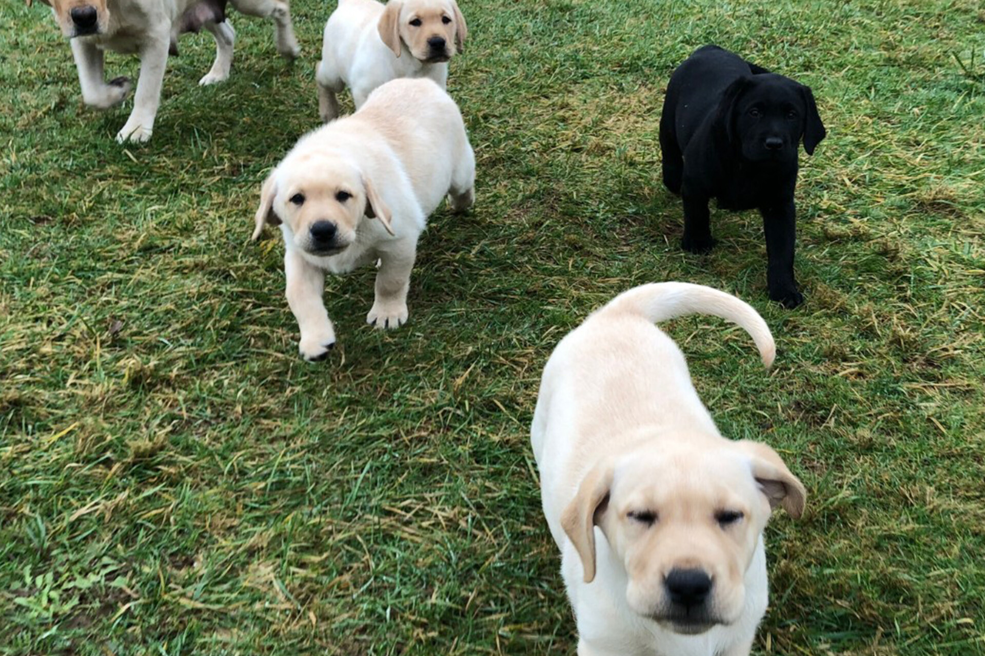 Yellow lab puppies running