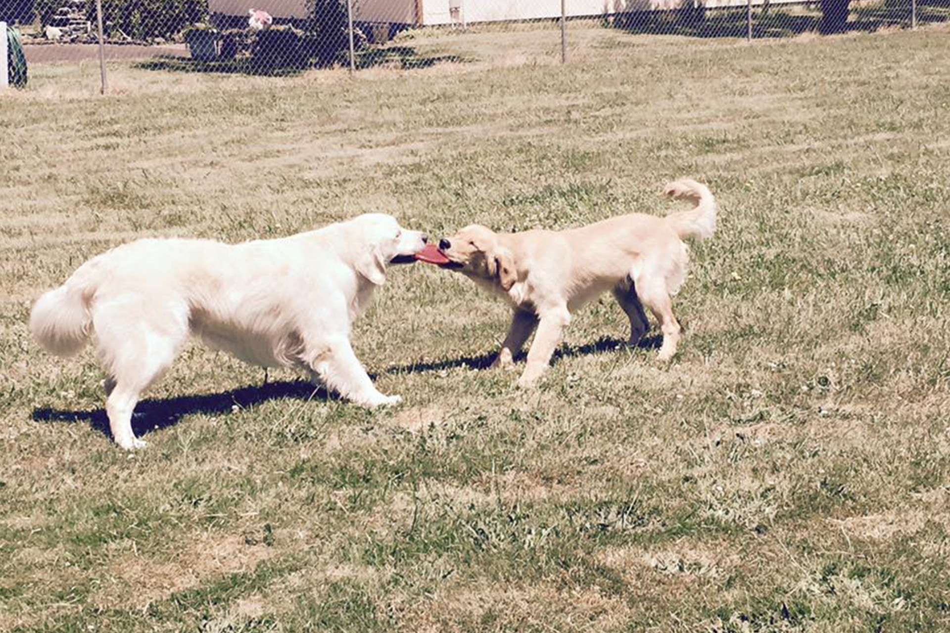 Two dogs playing tug of war with a frisbee