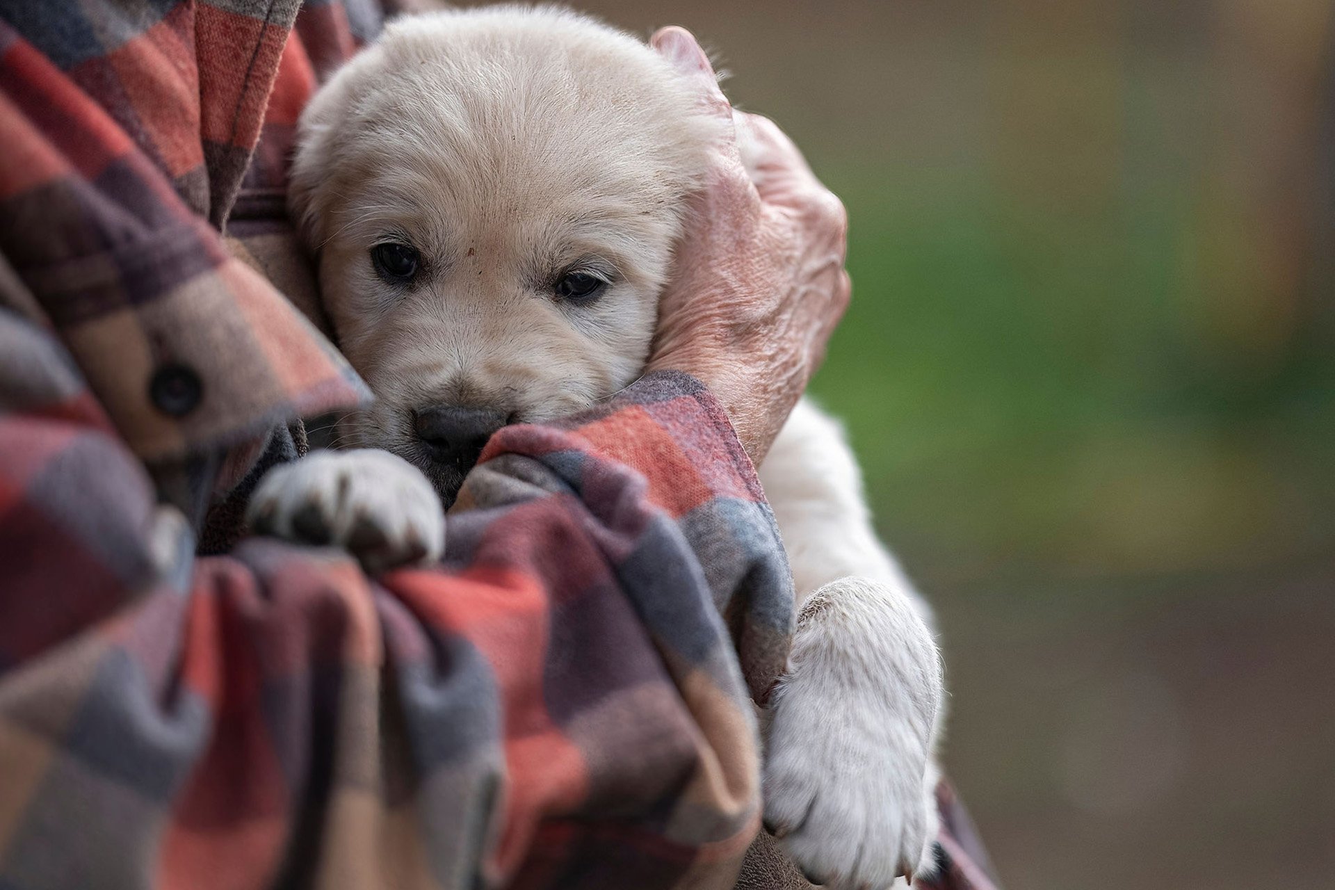 A person holding an English Cream Golden Retriever