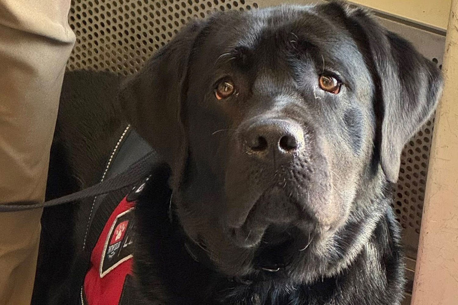 A black lab service dog