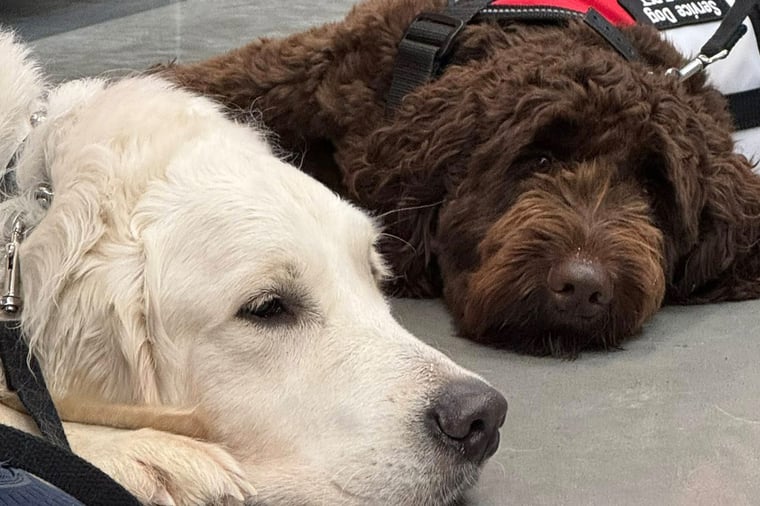 NWBB-Frequently Asked Questions About Service Dogs + PTSD-blog-1