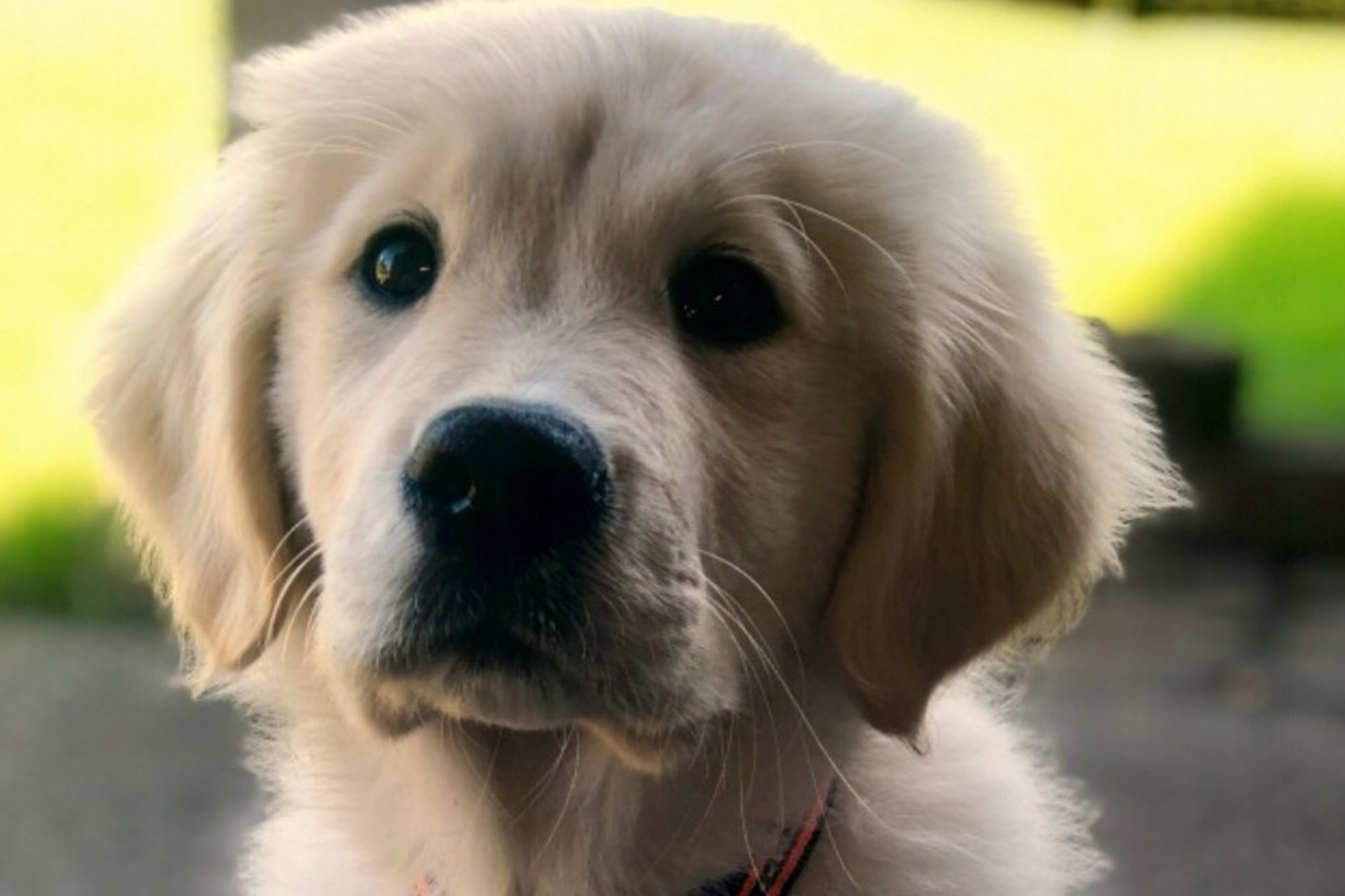 Golden Lab Puppy