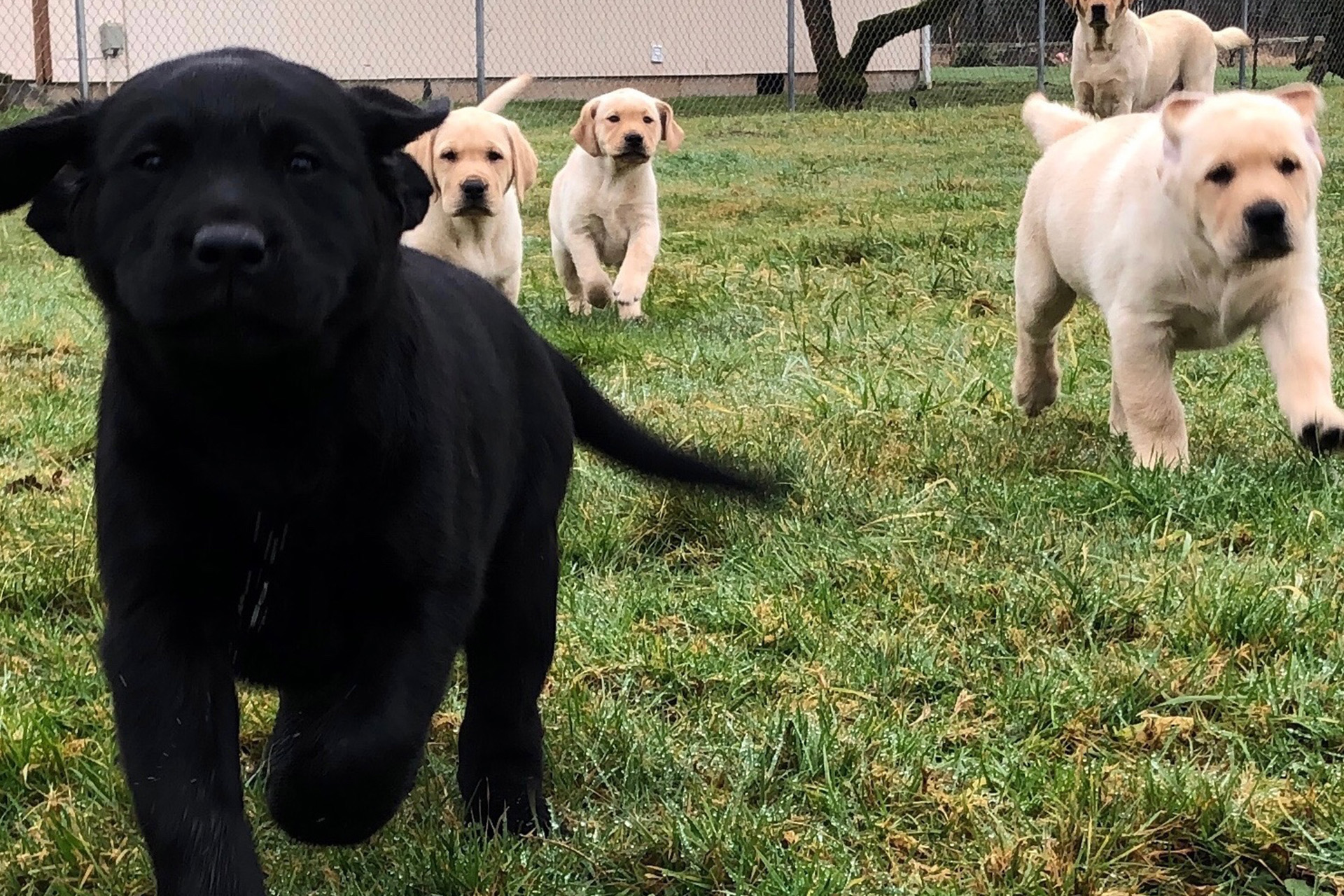 Black and white puppies running on a lawn.