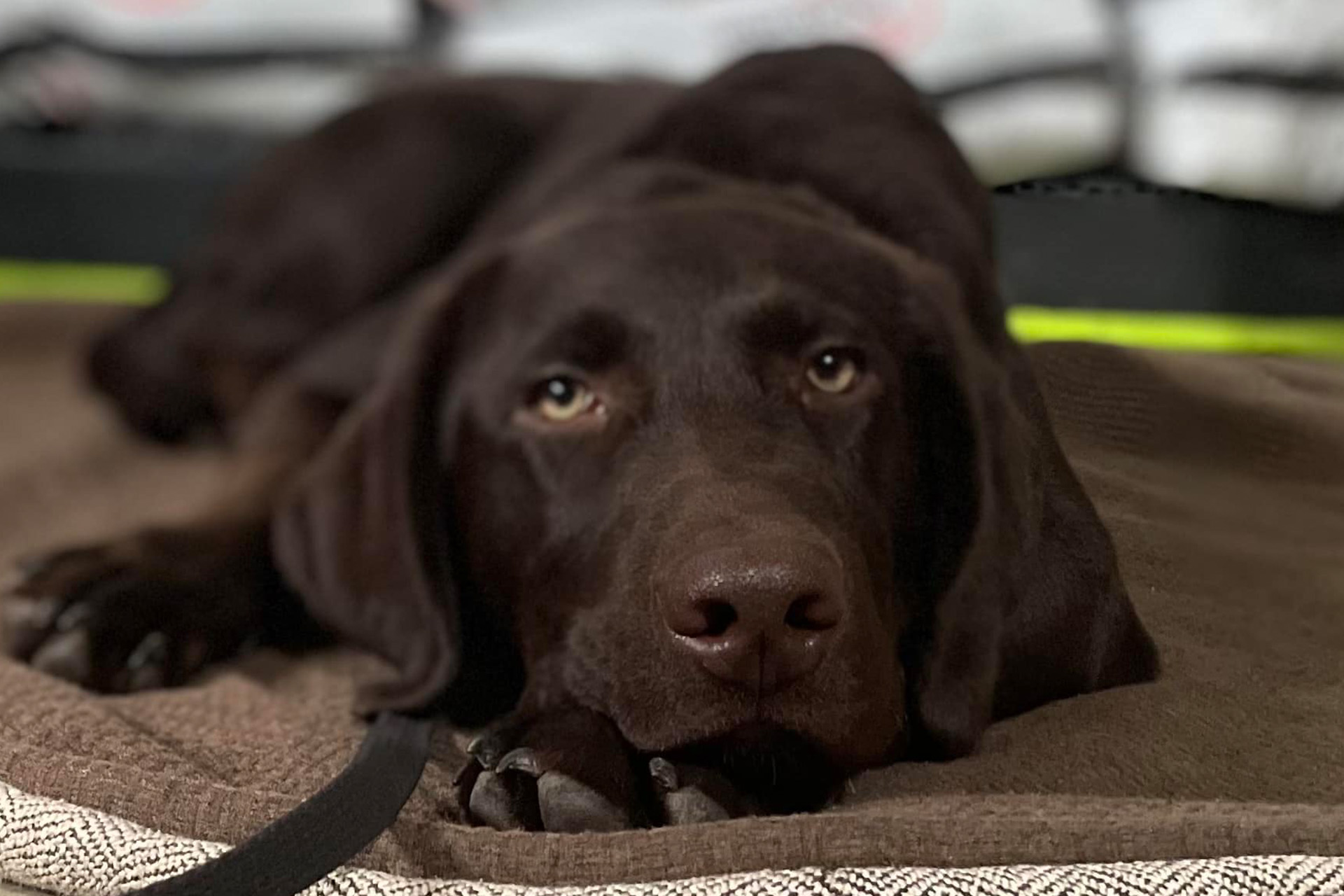 NWBB-How-to-Keep-Your-Dog-Settled-During-Fireworksr-Blog-2