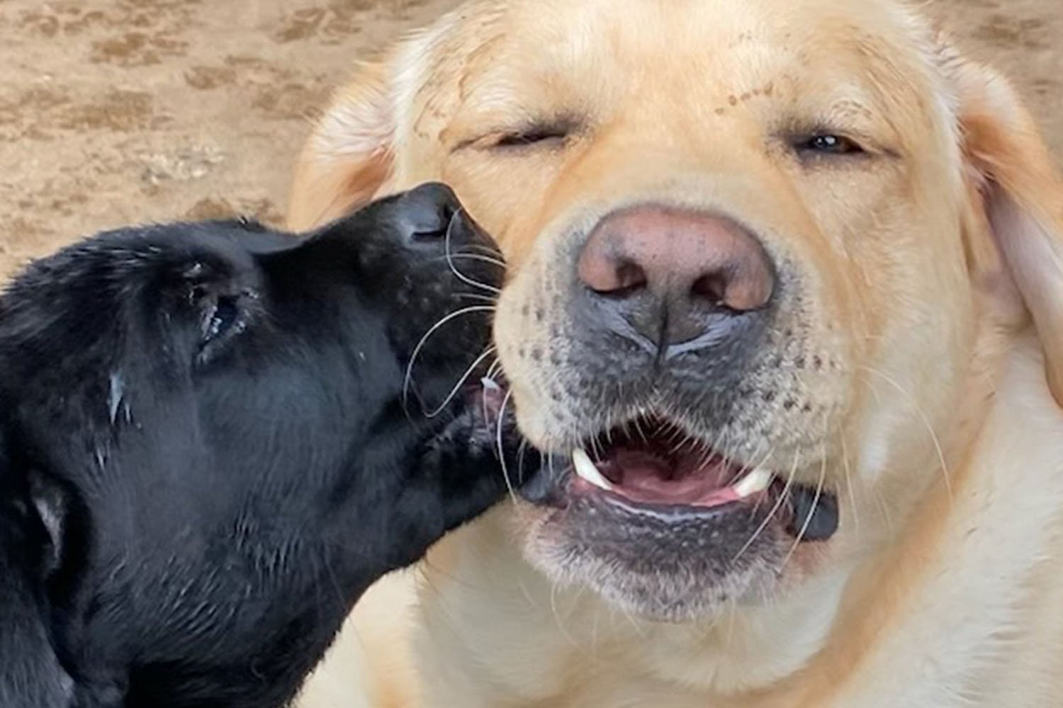 Caliber and one of his black lab puppies