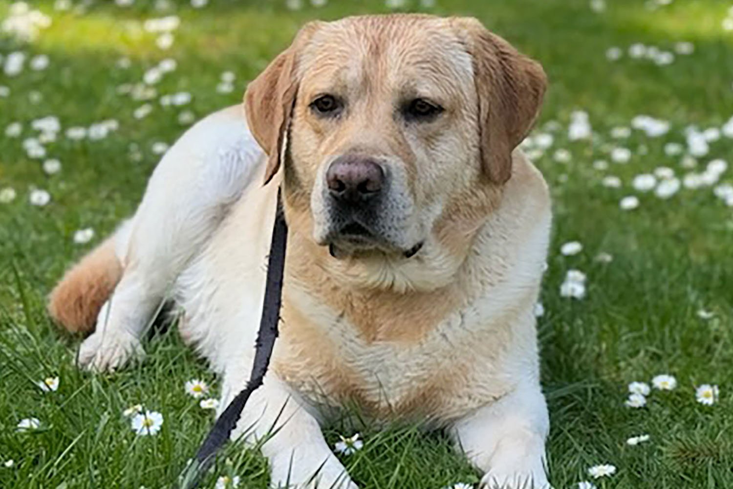 English lab Caliber lays in a grassy field