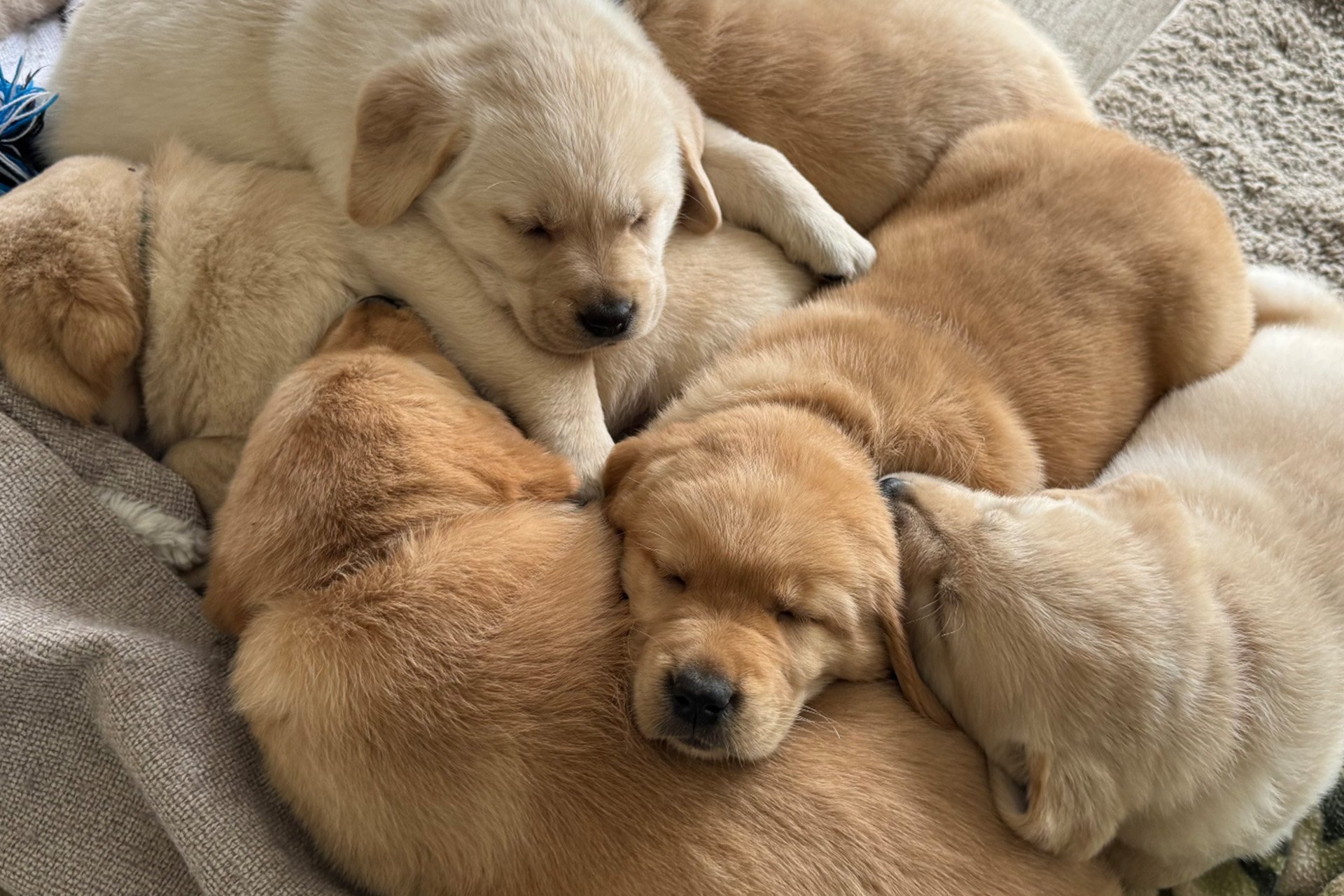 Five golden retriever puppies snuggling together