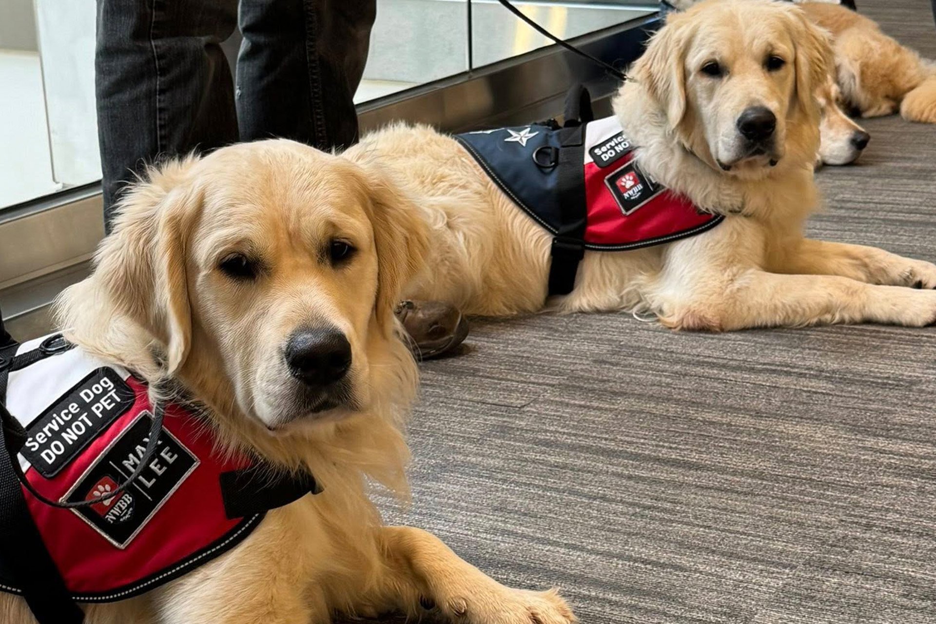 NWBB-PTSD Service Dog Training, What Veterans Can Expect-blog-image-1