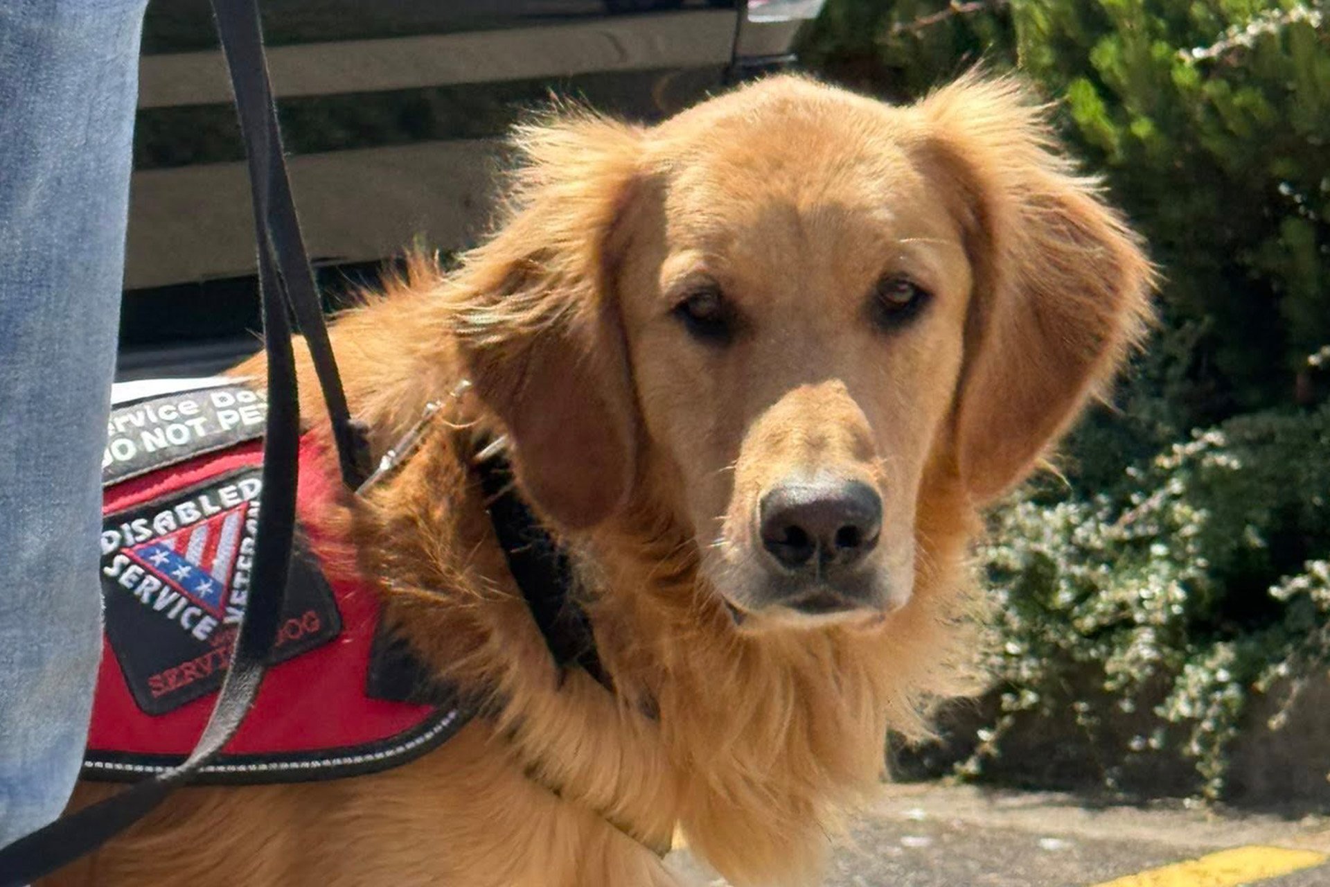 NWBB-Service Dogs and the Law Myths and Truths-blog-2
