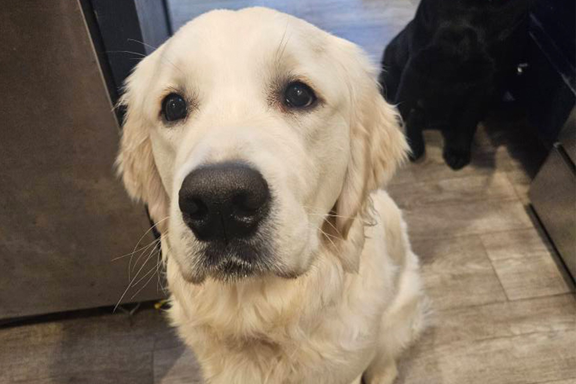 An English Cream golden retriever