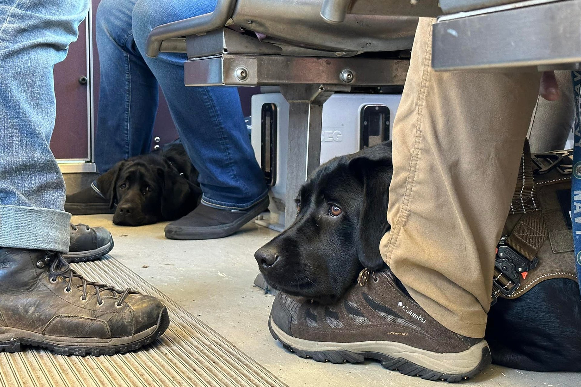 Black lab dogs lay at handlers' feet on public transportatio