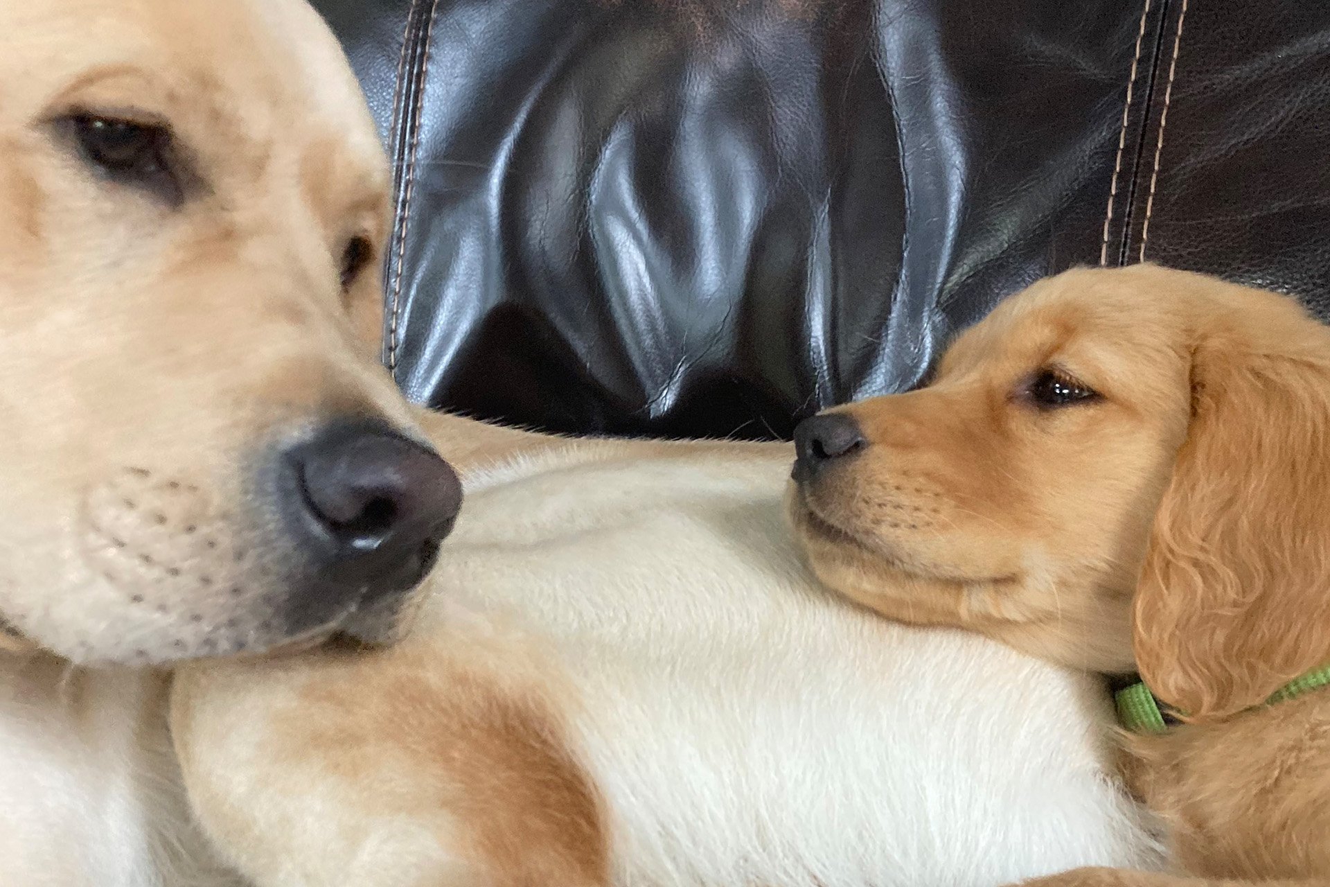 NWBB-Volunteer Spotlight How Foster Families Prepare Dogs for Service