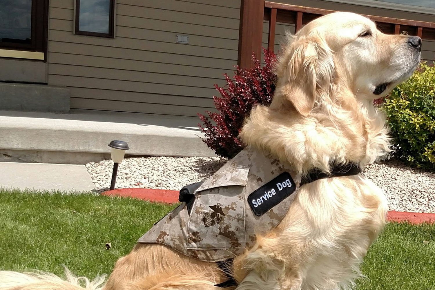 A service dog with a camouflage vest poses in a yard