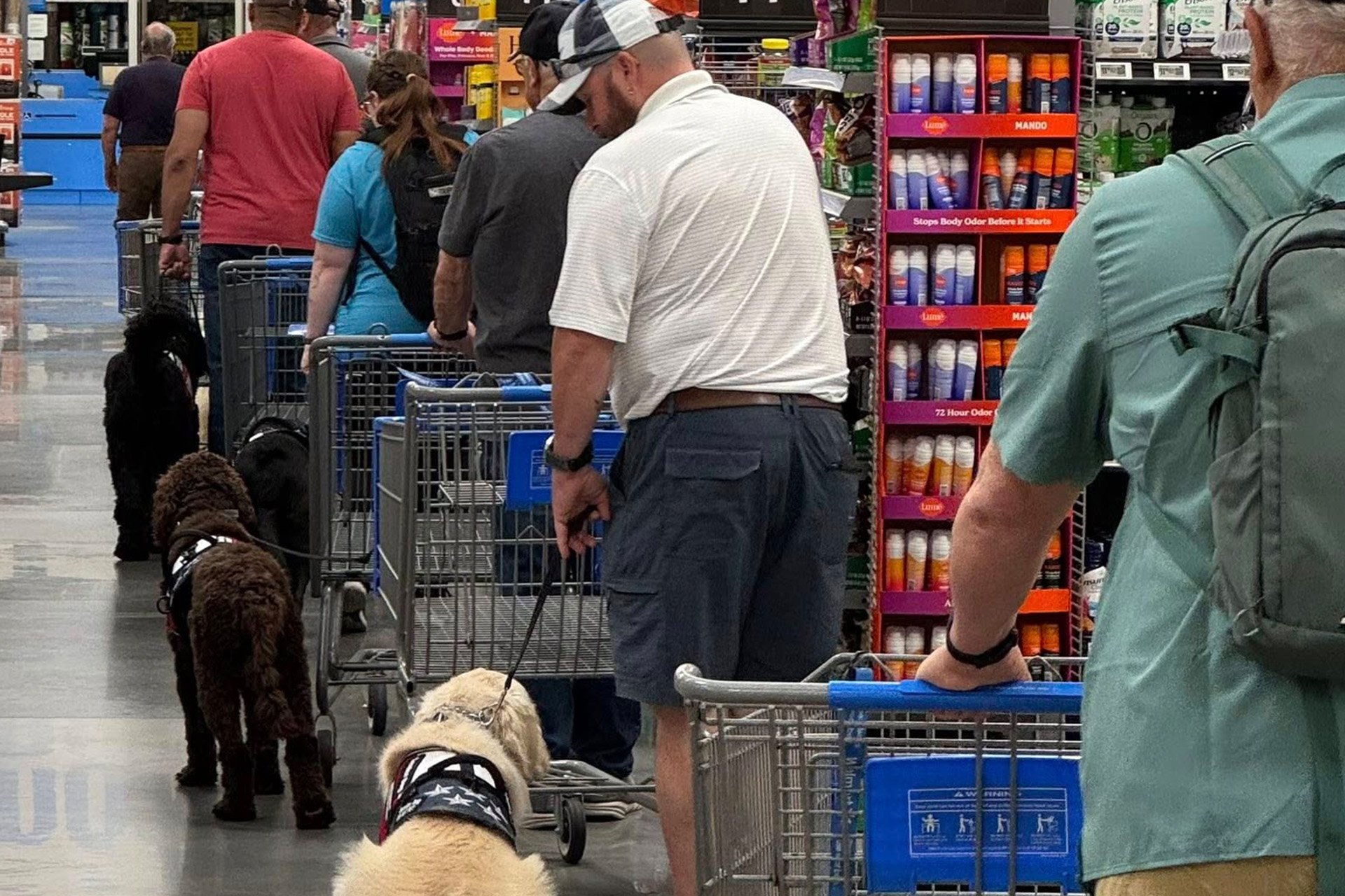 Veterans and their service dogs train at a local Walmart